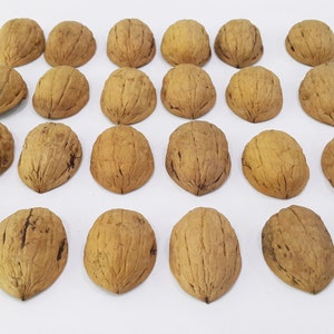 100 Organische Walnussschalenhälften Weihnachtsverzierung Handwerksbedarf Verschönerung Naturschmuck 3 - 5 cm Walnussschalen für Dekorationen. Bild 9