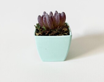 Artificial Fake Succulent Plant In Pot Mini Potted Plants Home Garden Decor A8A