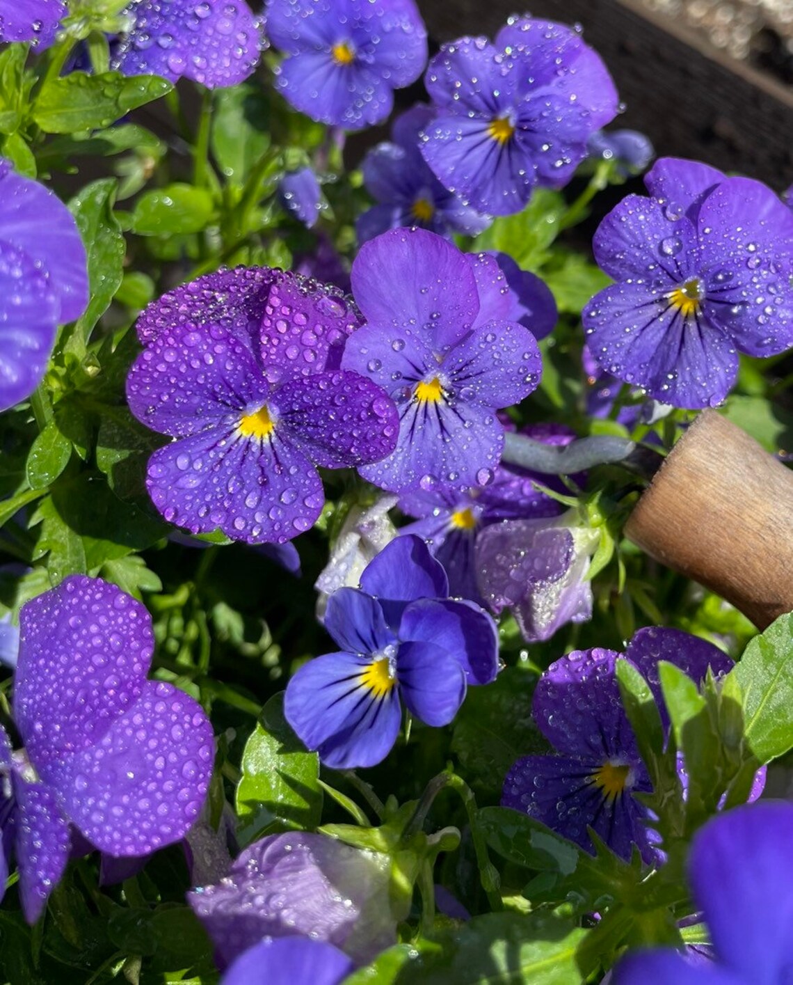 Purple Violet Seeds Viola Flower Seeds Annual Plants Edible Etsy