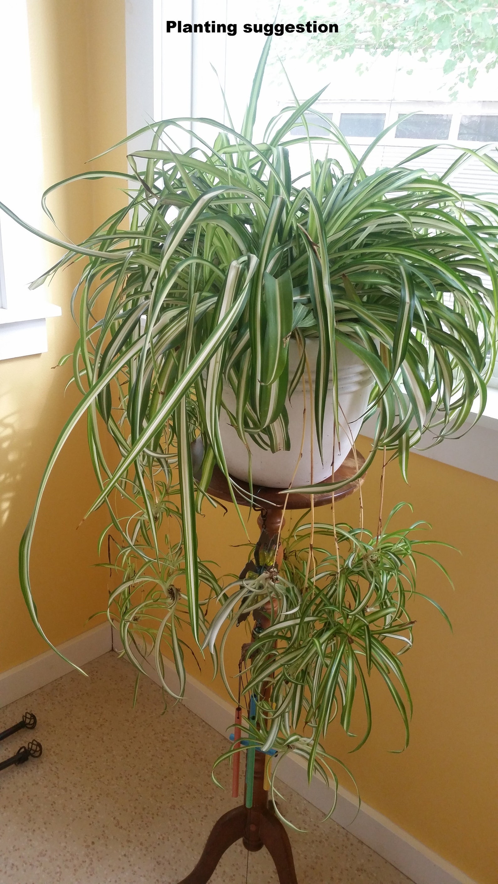 Spider plant Airplane plant babies Etsy