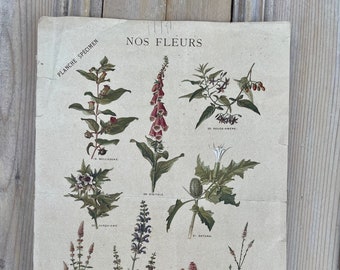 Antique French Floral Poster | Vintage French Floral Poster | French Ephemera | Floral Wall Art |