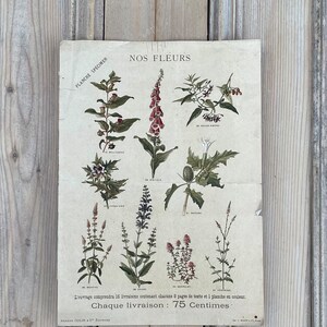 Ex libris floreale francese antico 1892 / Opera d'arte floreale francese originale / Poser francese floreale / Fleurs Peinture / Wallart floreale / Fiori /