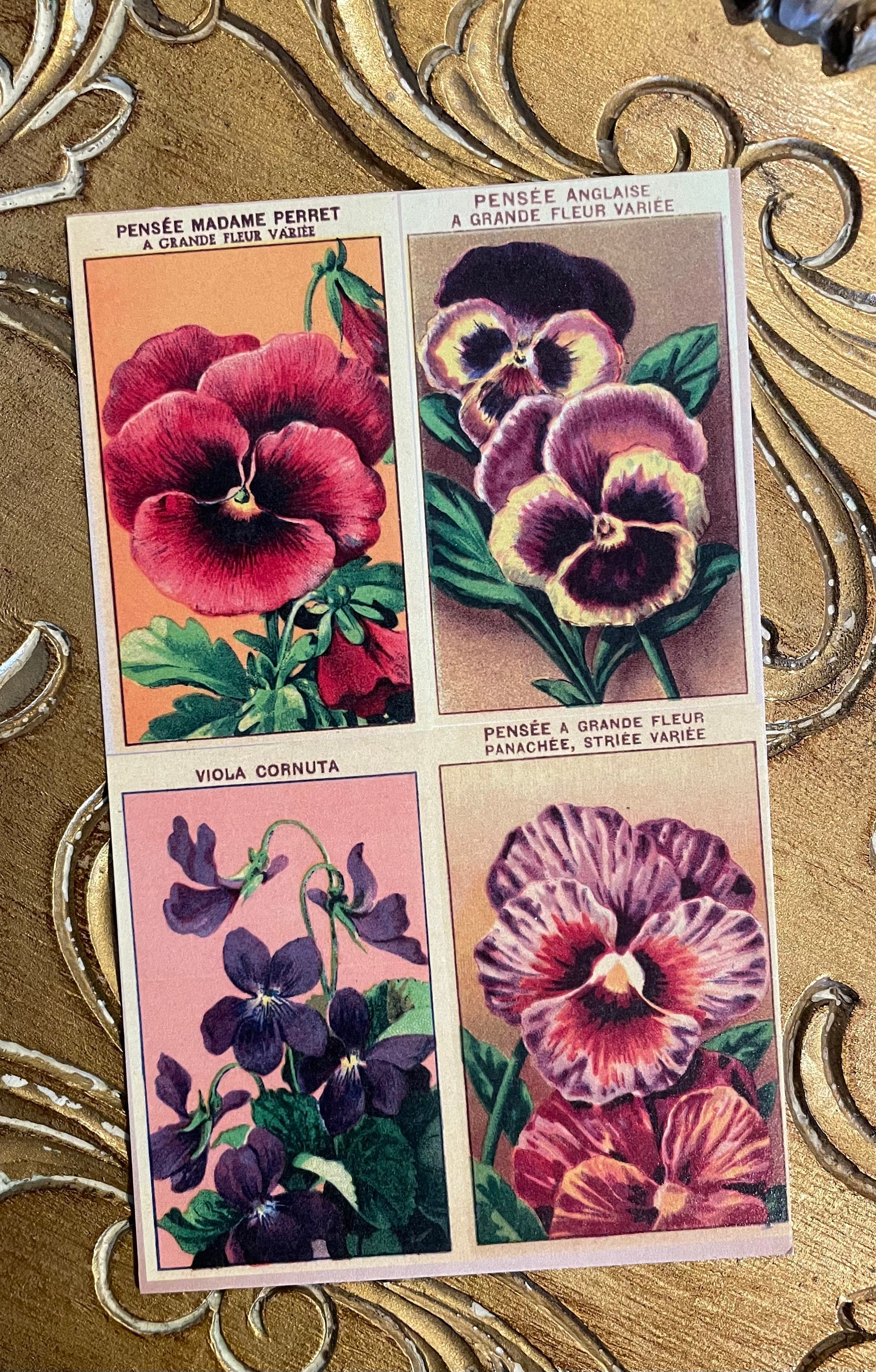 Postcard Set of 6 Retro Art Cards Feat. Vintage French Seed - Etsy