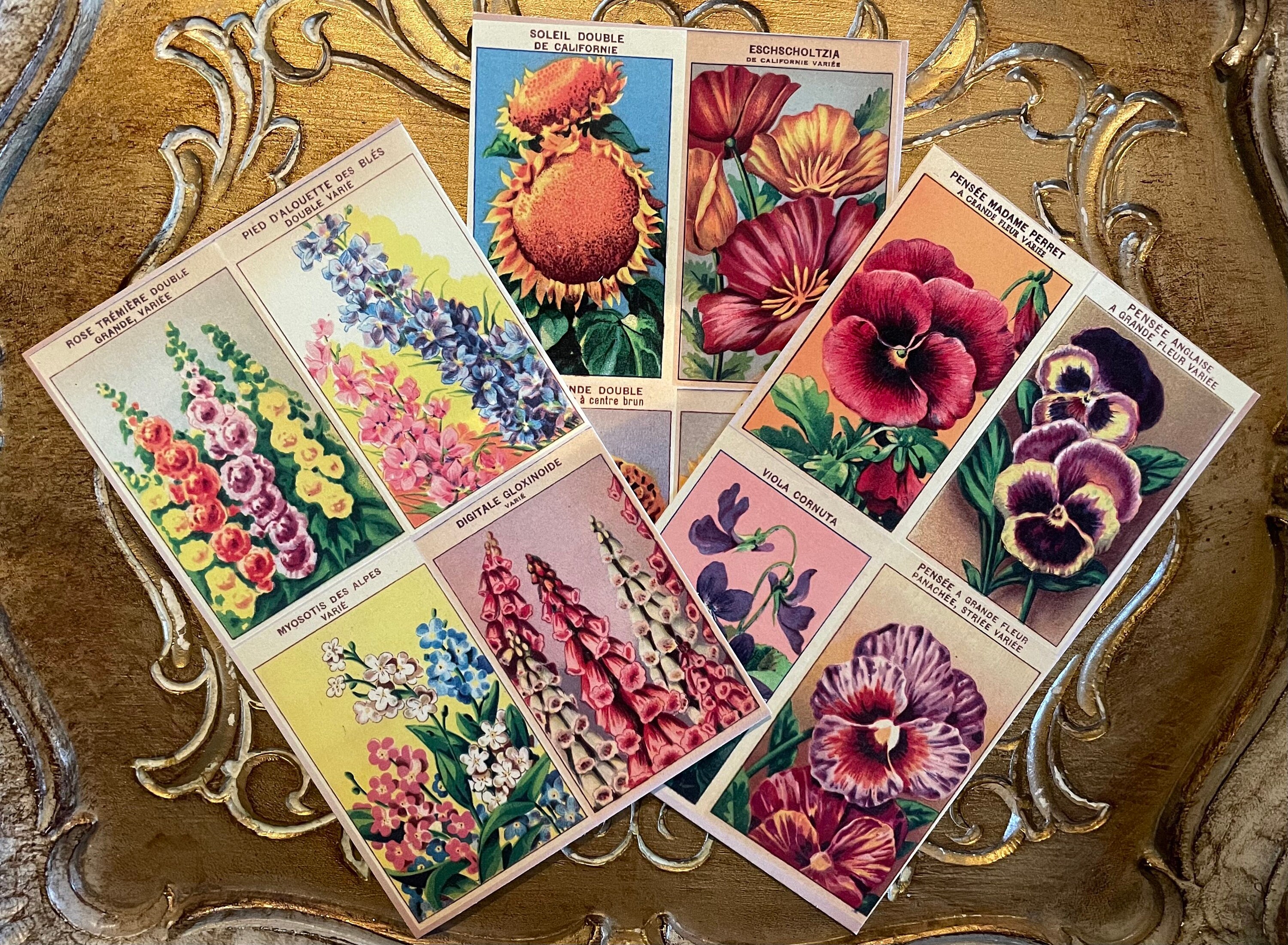 Postcard Set of 6 Retro Art Cards Feat. Vintage French Seed - Etsy