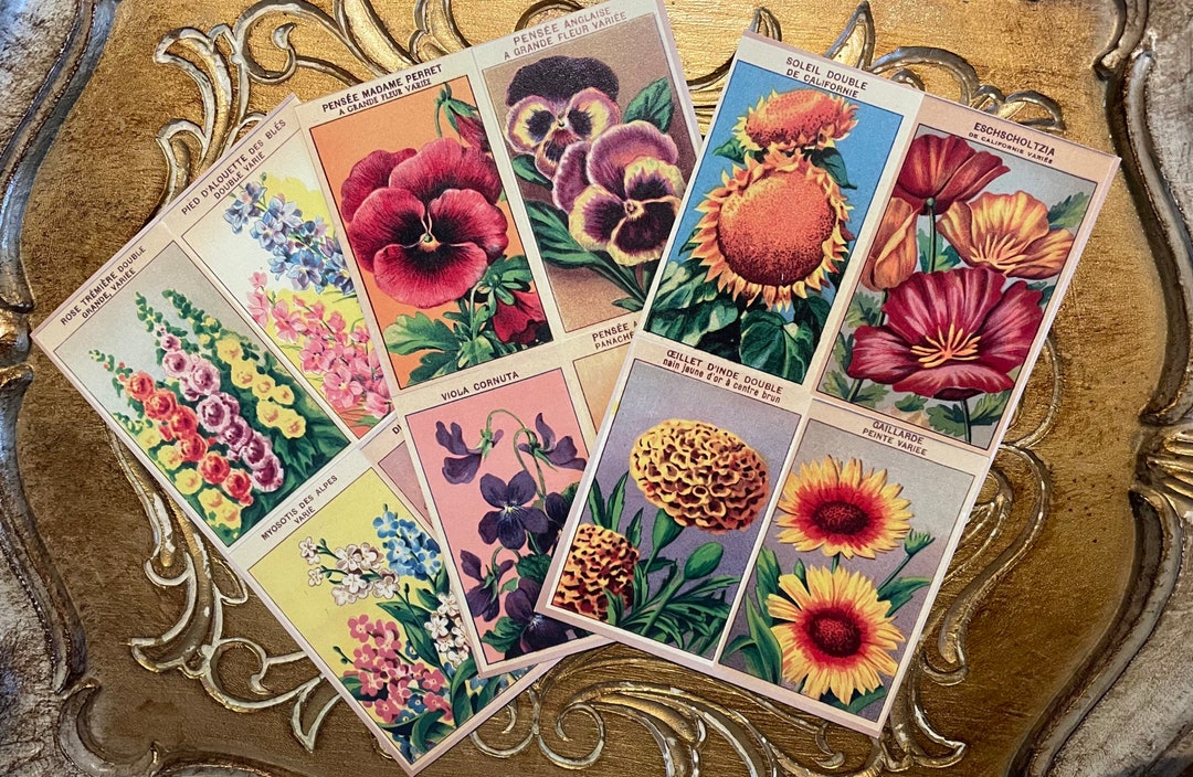 Postcard Set of 6 - Retro Art Cards Feat. Vintage French Seed Labels ...