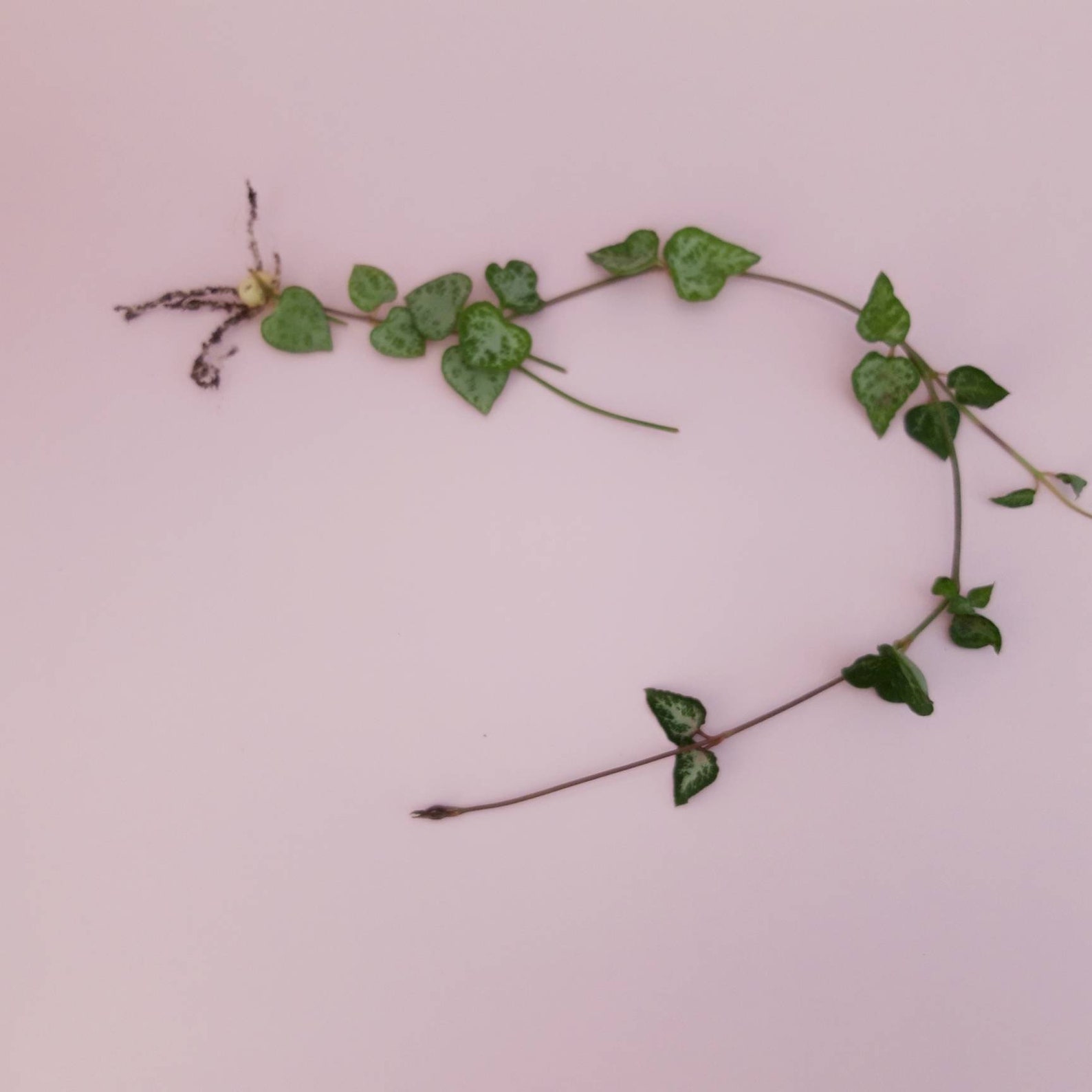 string of spades