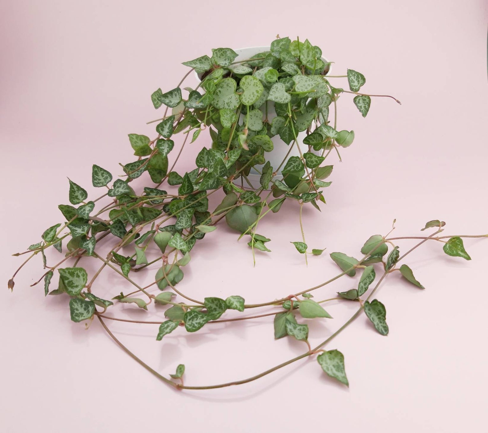 string of spades flowers string of spades flowers
