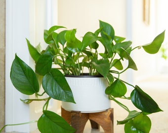 7"  Dumpling Ceramic Planter on Wood Stand, Matte White