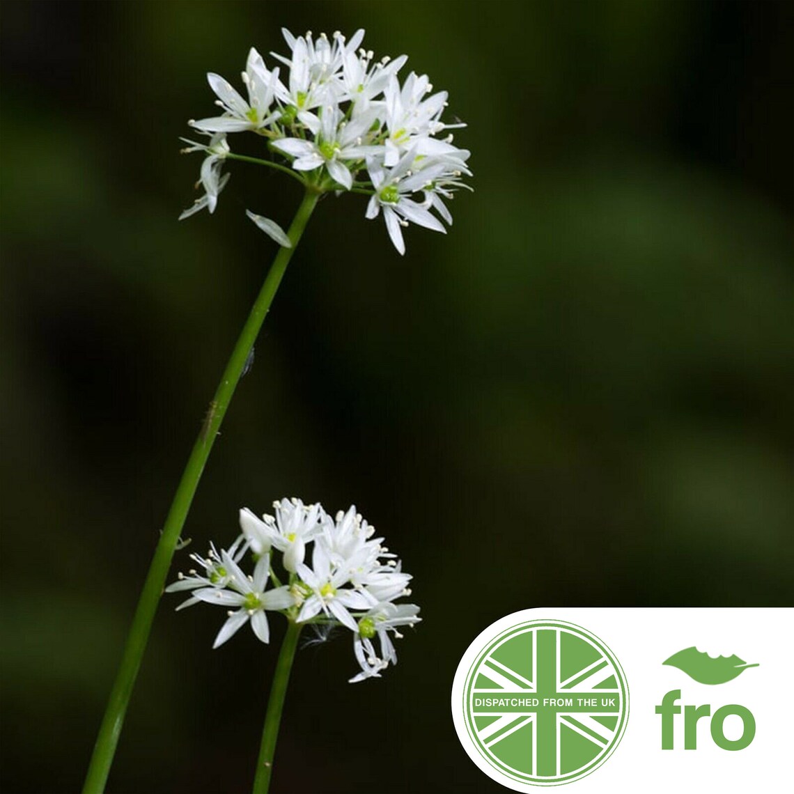 Flower Wild Garlic 100 Seeds Allium Ursinum FREE DELIVERY Etsy UK
