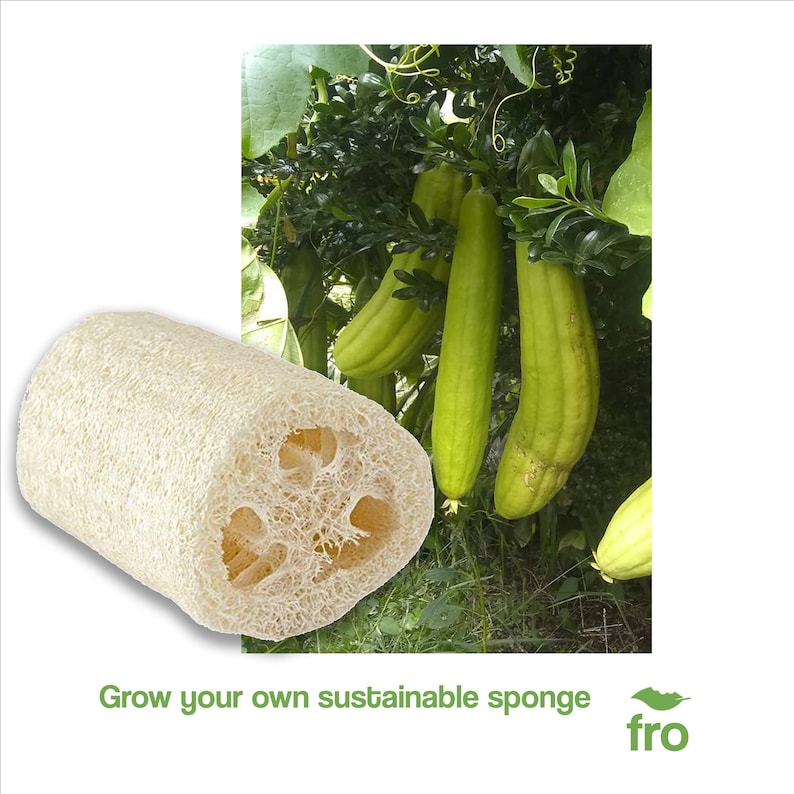 Luffa Seeds Natural Sponge 22 Seeds Loofah Cylindrica Etsy UK