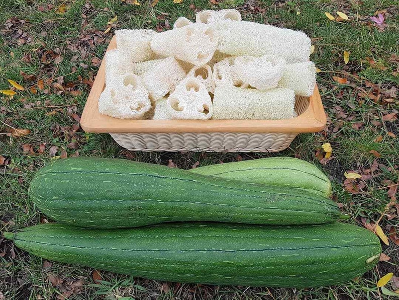 Luffa Seeds Natural Sponge 22 Seeds Loofah Cylindrica Etsy UK