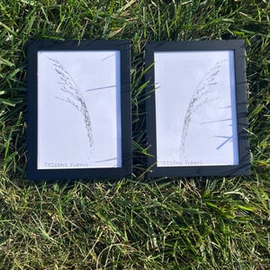 May include: Two framed botanical prints featuring a delicate grass illustration on white paper. The black frames sit on a bed of green grass. The text "TRIDENS FLAVUS" is printed at the bottom of each print.