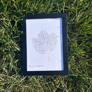May include: A framed leaf print on grass. The black framed artwork features a detailed, dotted leaf design. The text "ACER RUBRUM" is printed at the bottom of the artwork. The artwork is set against a background of green grass.