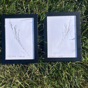 May include: Two framed botanical prints featuring a delicate illustration of Tridens flavus, a type of grass. The artwork is in black and white, set against a white background, and framed in black. The frames are resting on green grass.