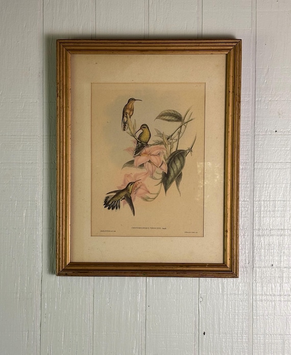 Vintage John Gould Framed Humming Birds Print