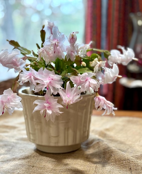 McCoy Ceramic Faux Bamboo Indoor Planter