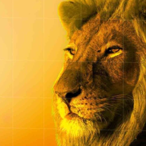 Lion Framed poster. Lion wall art. African animal art for wall decor. Animal painting. Large and medium shops frame poster for home decoration.