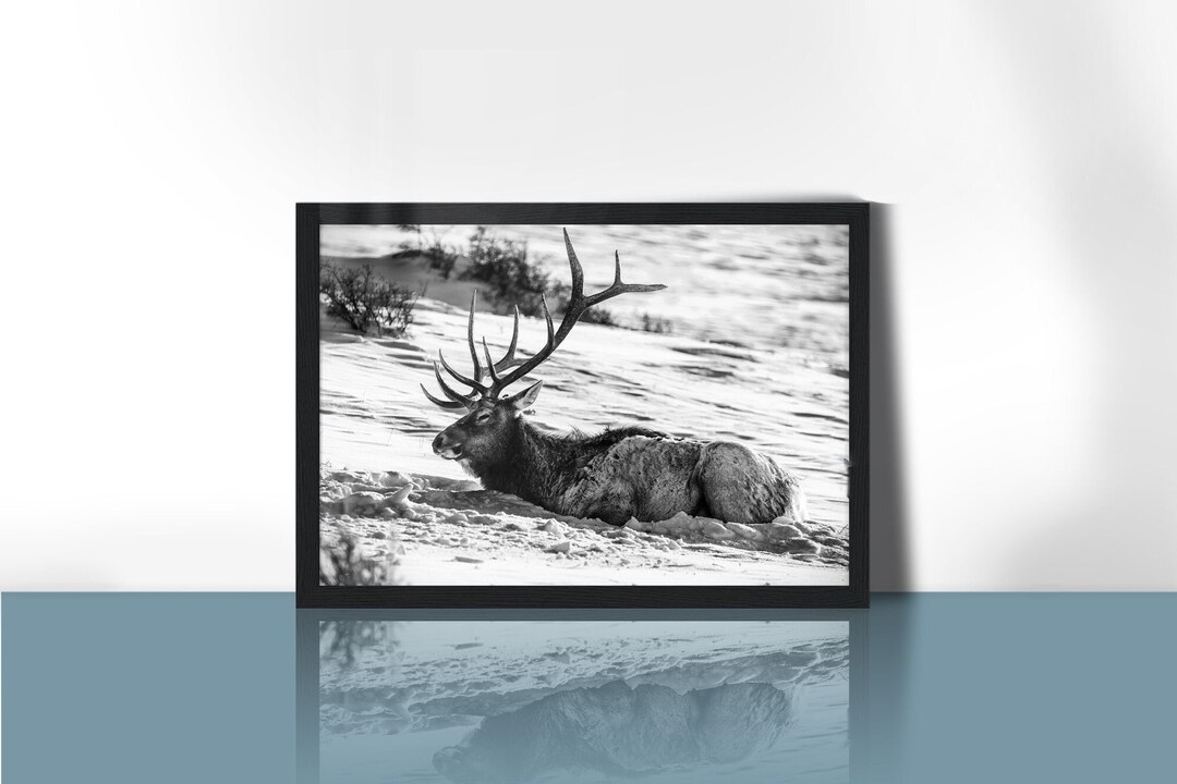 Black and White Elk Photo. Poster Print. Elk Art Print. Elk Etsy