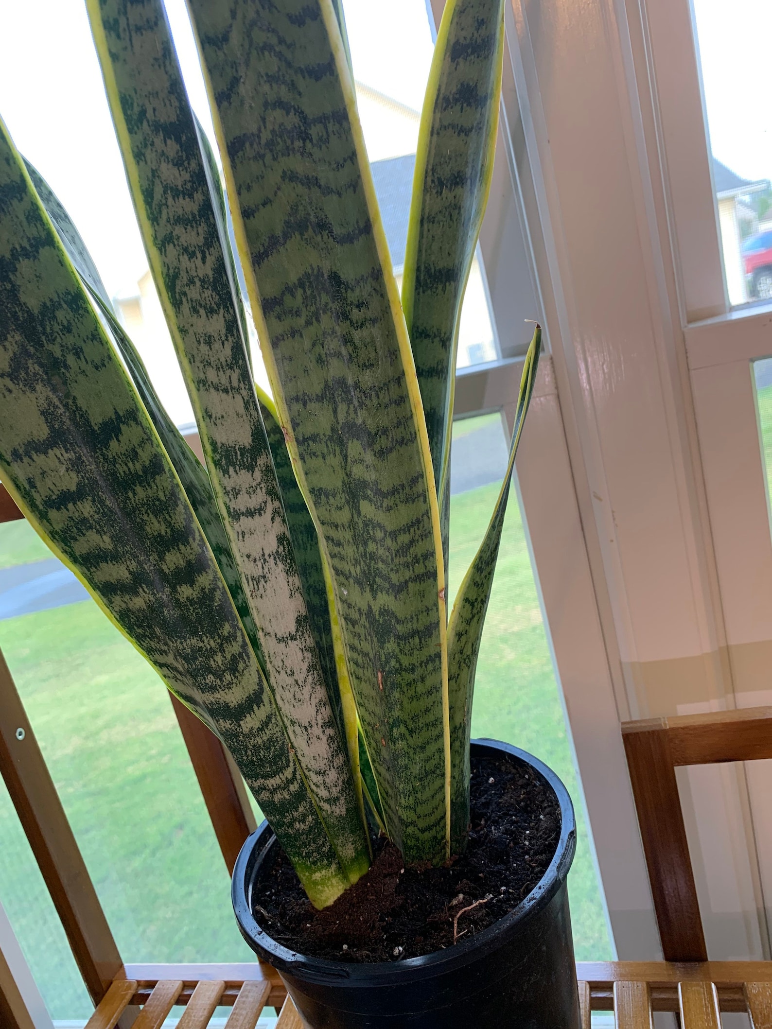 Snake plant Sansevieria trifasciata laurentii Etsy