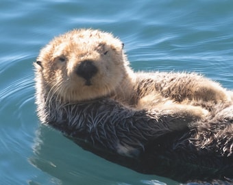Sea Otter Canvas Print - Cute Otter Wall Art, Coastal Home Decor