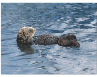 Sea Otter Canvas Print - Morro Bay California Wildlife Wall Art, Cute Ocean Animal Decor