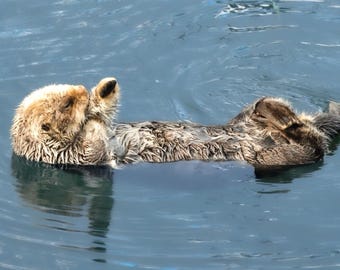 Sea Otter Canvas Print - Marine Wildlife Wall Art, Coastal Home Decor