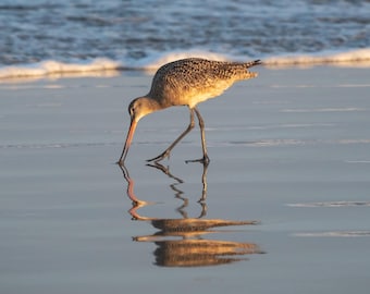 Long-Billed Curlew Reflection Canvas Print | Coastal Bird Wall Art, California Shorebird Photography, Beach Seascape, Modern Nature Decor