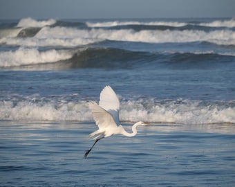 White Egret Canvas Print: Ocean Bird Photography, Coastal Wildlife Decor
