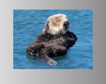 Sea Otter Floating Photo: Marine Wildlife Print, Nature Photography, Coastal Home Decor (Digital Download)