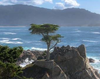 The Lone Cypress Canvas Print - California Central Coast Wall Art