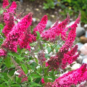 May include: A close-up of a bush with vibrant pink flowers. The flowers are in clusters and have a delicate, feathery texture. The bush is in full bloom and the flowers are a beautiful shade of pink.