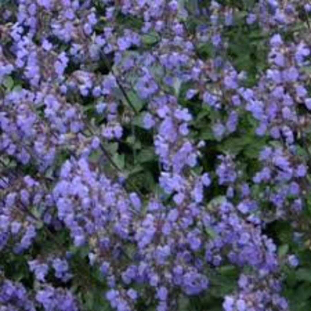 Catmint purrisan Blue Periwinkle Blue Flowers, Dark Purple Calyxes