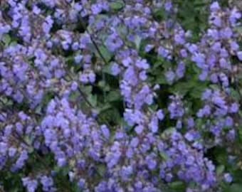 Catmint ‘Purrisan Blue’ - Periwinkle Blue Flowers, Dark Purple calyxes- Nepeta - Perennial - Attracts Pollinators PLUS Deer and Rabbit Proof