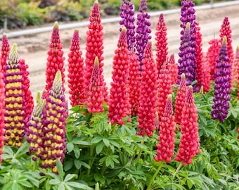 Lupine ‘Candyland Mix’- Vibrant Mix of flowers great for cutting - Lupinus Perennial-Attracts Birds and Pollinators
