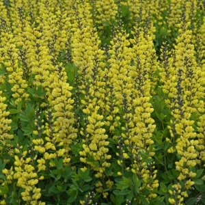 May include: A field of yellow Baptisia flowers in full bloom. The flowers are a vibrant yellow with dark stems, and the image is filled with the lush green foliage of the plant. The flowers are in a vertical, upright position.