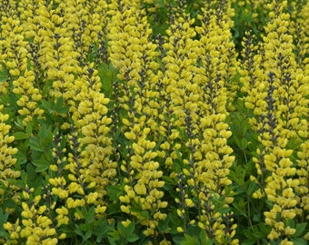 False Indigo ‘Lemon Meringue’ - Bright, illuminating Lemon Yellow Flowers - Baptisia Perennial - Deer & Rabbit Proof - attract pollinators