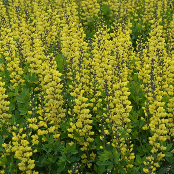 False Indigo ‘Lemon Meringue’ - Bright, illuminating Lemon Yellow Flowers - Baptisia Perennial - Deer & Rabbit Proof - attract pollinators