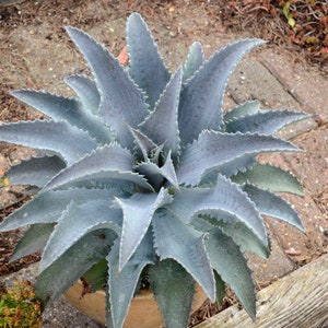 Mangave ‘Silver Fox’ - Glowing White Leaves with Light Blue-Purple Spots - Succulent- Tropical Perennial  -Deer and Rabbit Proof