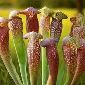 May include: A group of carnivorous pitcher plants with green, purple, and brown speckled leaves. The plants are in a natural setting with a blurred background of yellow flowers.