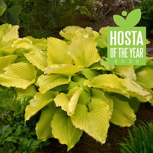 Hosta 'Coast to Coast' Bright Golden-Yellow Leaves that are slug proof and Sun Loving Hosta Perennial Plant-shade garden-attracts pollinator