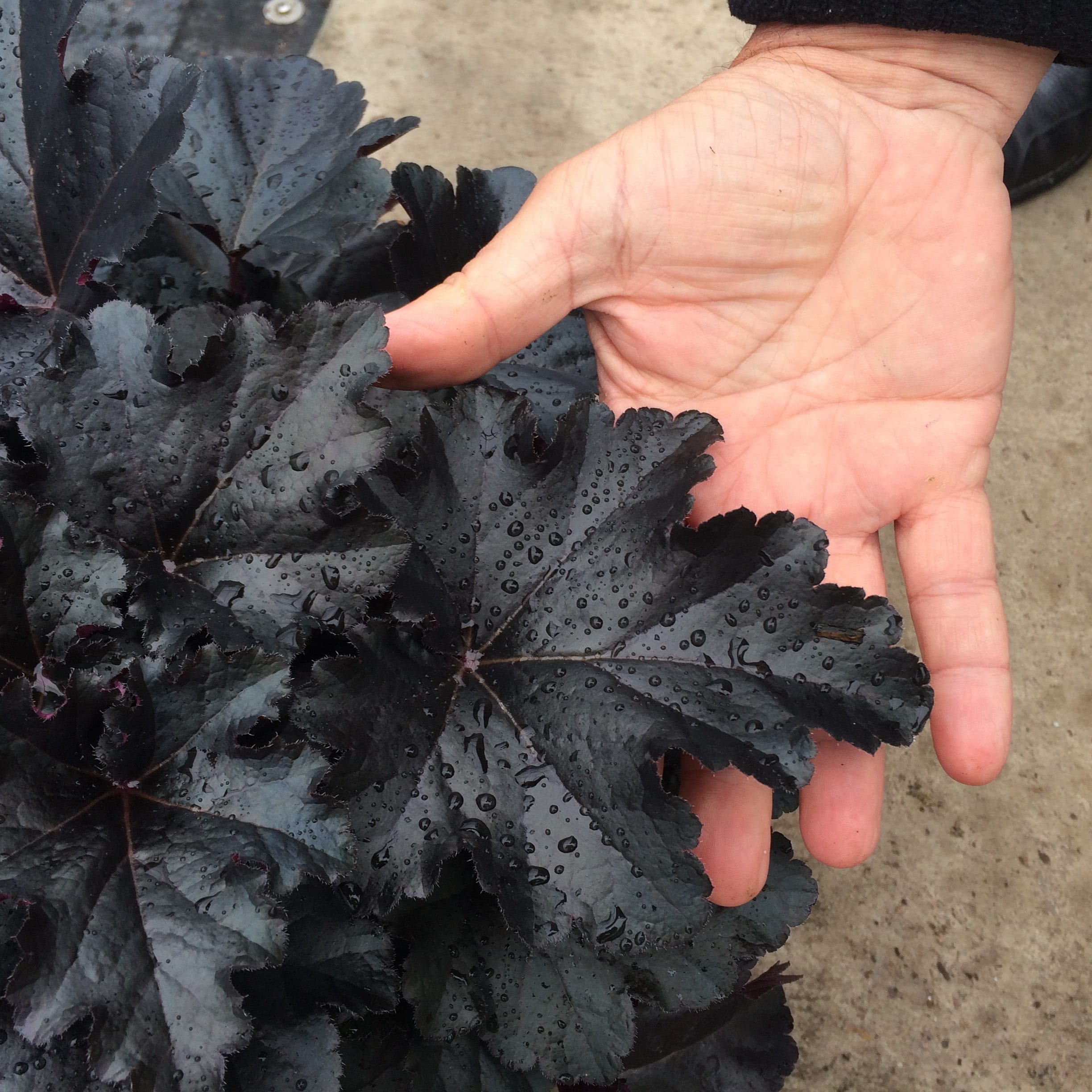 Coral Bells ‘black Pearl' Dark Jet Black Evergreen Foliage, White