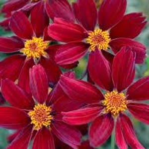 May include: Close-up of several deep red cosmos flowers with bright yellow centers. The petals are velvety and arranged around a central disc of yellow stamens. The flowers are in full bloom, showcasing their vibrant color.