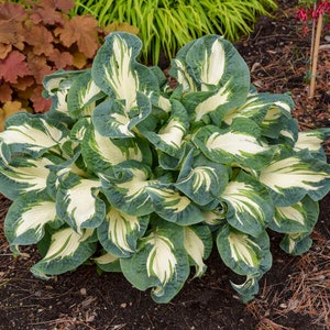 Hosta ‘Hans’ - Pure White Centered Varegated - Hosta - Perennial