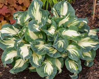 May include: A close-up of a hosta plant with large, green and white variegated leaves. The leaves are curled and twisted, creating a unique and interesting texture.