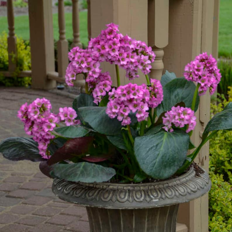 May include: A pink flowering plant in a decorative gray pot. The plant has large, dark green leaves and is in bloom with clusters of small, pink flowers.