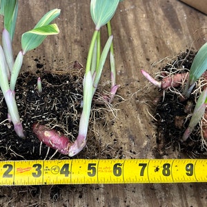 Currently shipping this Huge Healthy Rooted plant 
Spring April 23 
Typically ship 3-5 crown Blooming Size plus 3-5 crown leaf size to promote perfect clump growth selected from private mature  colony