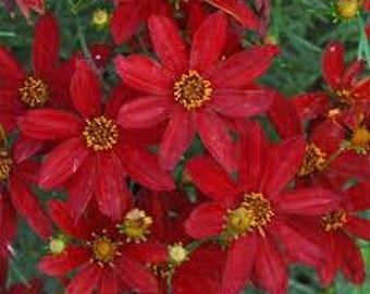 Tickseed ‘Hot Paprika’- vivid, intense, deep red flowers atop threadlike foliage -Coreopsis Perennial - Attracts Pollinators-Flower bouquets