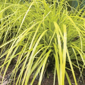 Grass Sedge Japanese &#39;Everillo&#39; - Cascading, bright Yellow-Gold Evergreen grass - Carex Perennial Grass --Deer and Rabbit Proof