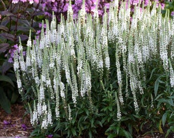 Speedwell ‘White Wands’ Pure White paintbrush-like flowers on long stems, compact plants-Veronica Perennial-Flower Bouquets