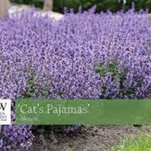 K&ouml;nnte beinhalten: Ein gro&szlig;er Bestand an lila 'Cat's Pajamas' Nepeta-Bl&uuml;ten in voller Bl&uuml;te. Die Bl&uuml;ten sind helllila und wachsen in einem Garten. Der Text 'Cat's Pajamas' ist auf dem Bild zu sehen.